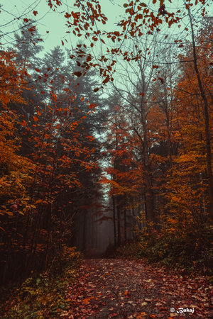 Autumn landscape with a path in the forest covered with fallen leavesの写真素材
