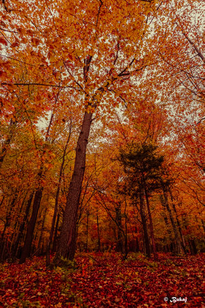 Autumn forest. Autumn forest with colorful trees. Autumn forest.の写真素材