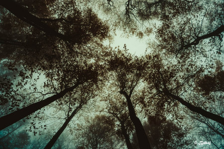 Trees in the forest in the autumn season. Vintage filter effect.の写真素材