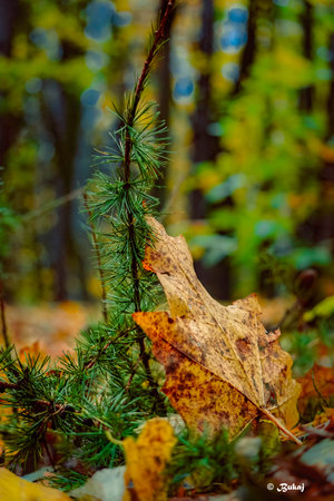 Autumn background with fallen leaves and branches of spruce in the forestの写真素材
