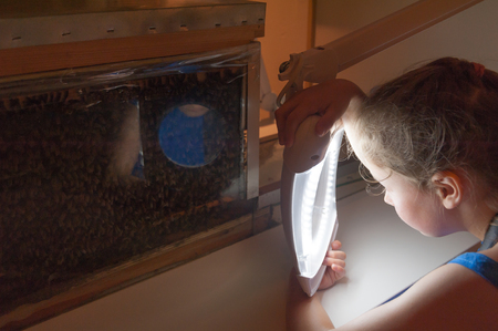 Bee Museum in Pastida Village. 6 years old girl is learning about secret life of bees through magnifying glass in special made glass beehive. Island of Rhodes, Greece. Europe.のeditorial素材