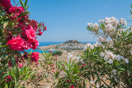 Distant view at Lindos Town and Castle with ancient ruins of the Acropolis on sunny warm day. View framed with flowers white and red Nerium Oleander in blossom.Island of Rhodes, Greece. Europe.の写真素材