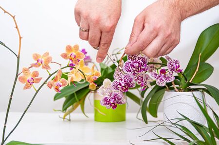 Orchids flowers in pot. Care of potted plants at home. Phalaenopsis. Orchidaceae.の写真素材