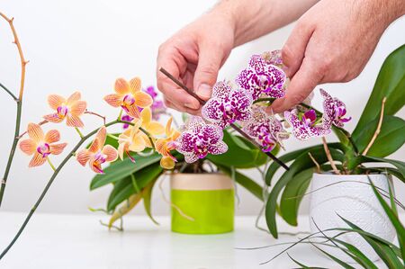 Orchids flowers in pot. Care of potted plants at home. Phalaenopsis. Orchidaceae.の写真素材