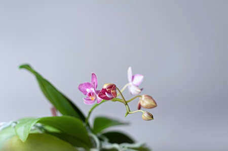 Close-up at orchids flower cluster. Stages of blooming, from unopened bud to fully opened and blooming flower. Orchidaceae.の写真素材
