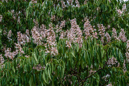 Flowering European horse-chestnut tree creating a natural display, background of green palmate leaves and upright white, pinkish flowers. Aesculus hippocastanum, commonly known as conker tree.の写真素材
