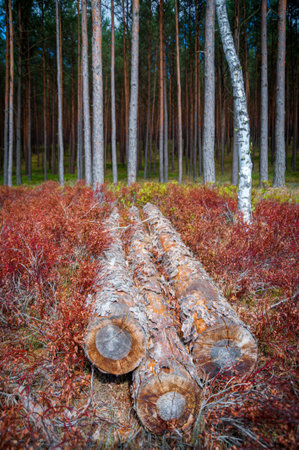 A few tree logs left behind to start regrowth of forest ground plants destroyed in logging process....