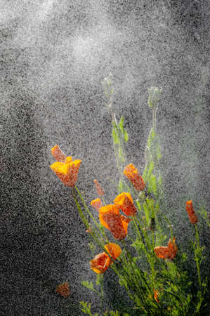 California poppy flowers during drizzle rain on sunny day.の写真素材