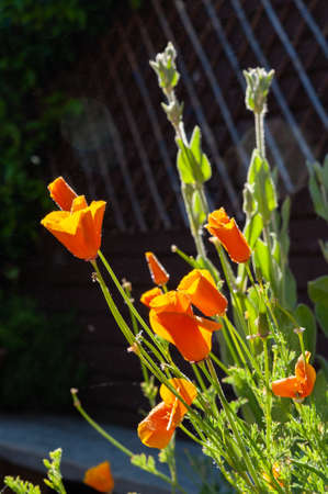 Californian poppy flowers after drizzle rain on sunny day.の写真素材