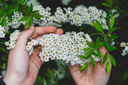 Pair of hands holding a cluster of tiny, white spring flowers. Spiraea Arguta known as Bridal Wreath or Foam of May.の写真素材