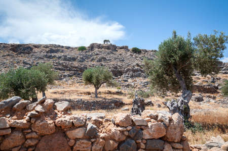 Olive tree. Olive tree wild grove on Island of Rhodes, Greece.の写真素材