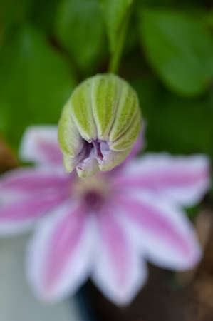 Close-up at young shoots of pink Clematis. Stages of blooming, from unopened bud to fully opened and blooming flower.の写真素材