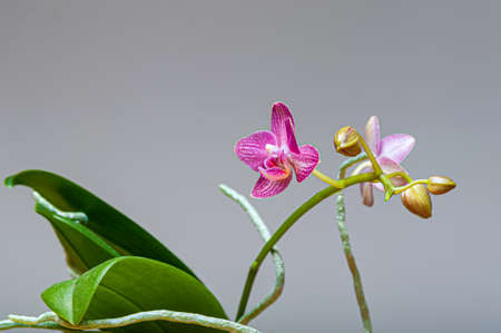 Close-up at orchids flower cluster. Stages of blooming, from unopened bud to fully opened and blooming flower. Orchidaceae.の写真素材