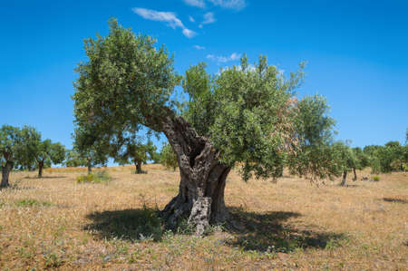 Olive tree, approx. 1000 years old or even more. Olive tree plantation in Andalucia, Spain. The value of the land is calculated accordingly to how many old olive trees are on plantation.の写真素材