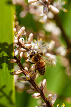Selective focus photo of brown bee pollinating on white flowers of Cordyline Australis flowers, commonly known as the cabbage tree, cabbage-palm or tÄ« kÅuka.の写真素材