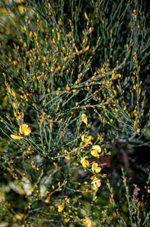 Young yellow broom flowers and buds. Signs of spring. Cytisus scoparius plant.の写真素材