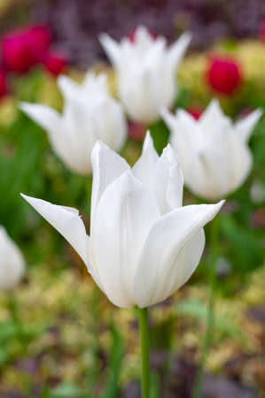 White tulips make a stunning display in any garden.の写真素材