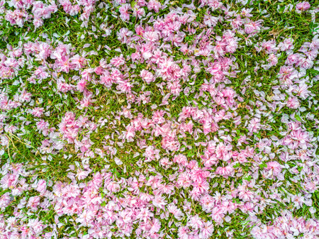 A 'garden carpet' of pink wild cherry flowers on green lawn. Sakura flowers. Prunus Serrulata.