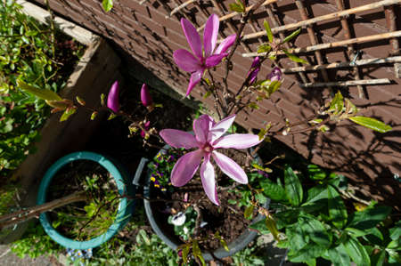Young flower heads of Black Lily Magnolia in garden. Magnolia Liliiflora.の写真素材