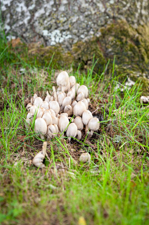 White capped wild Egghead Mottlegill (Panaeolus semiovatus) mushrooms on woodland floor. Wild forest fungi growing next to tree.の写真素材