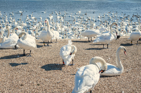 A huge flock of mute swans gather on lake. Cygnus olor.の写真素材