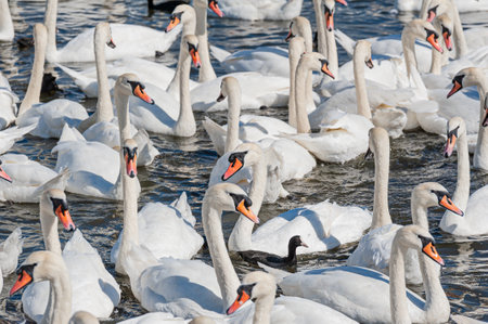 A huge flock of mute swans gather on lake. Creating a truly beautiful and amazing sight. Cygnus olor.の写真素材