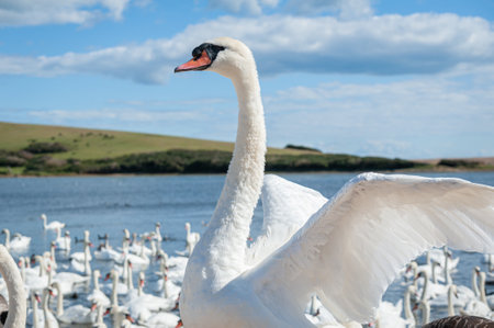 A huge flock of mute swans gather on lake. Cygnus olor.の写真素材