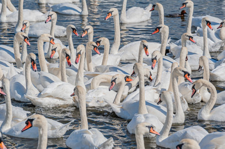 A huge flock of mute swans gather on lake. Creating a truly beautiful and amazing sight. Cygnus olor.の写真素材