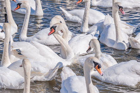 A huge flock of mute swans gather on lake. Cygnus olor.の写真素材