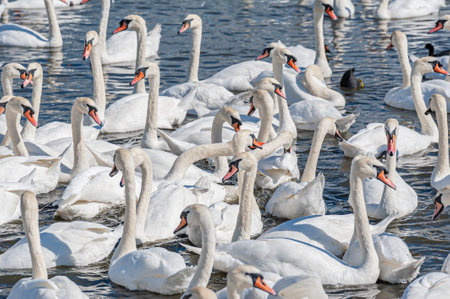 A huge flock of mute swans gather on lake. Creating a truly beautiful and amazing sight. Cygnus olor.の写真素材