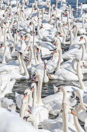 A huge flock of mute swans gather on lake. Cygnus olor.の写真素材