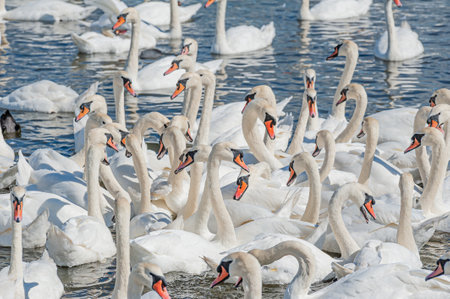 A huge flock of mute swans gather on lake. Creating a truly beautiful and amazing sight. Cygnus olor.の写真素材