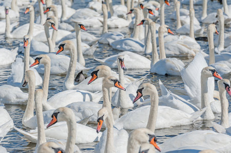 A huge flock of mute swans gather on lake. Creating a truly beautiful and amazing sight. Cygnus olor.の写真素材