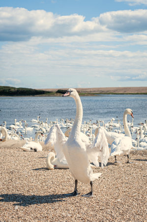 Swan moult primary feathers and for six weeks is anable to fly. A huge flock of mute swans gather on lake. Cygnus olor.の写真素材