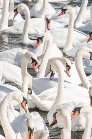 A huge flock of mute swans gather on lake. Cygnus olor.