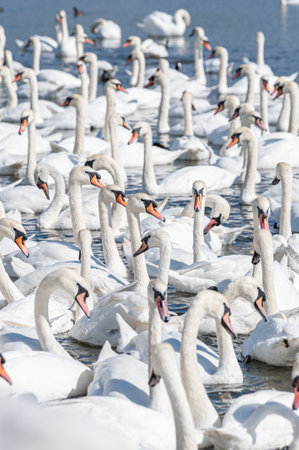 A huge flock of mute swans gather on lake. Creating a truly beautiful and amazing sight. Cygnus olor.の写真素材