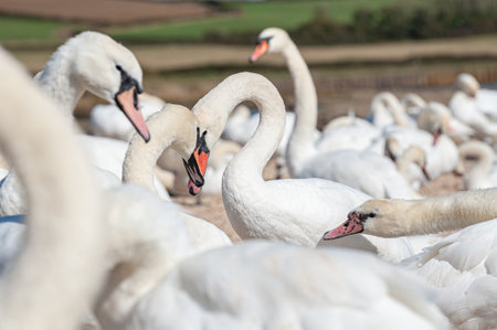 A huge flock of mute swans gather on lake. Cygnus olor.の写真素材