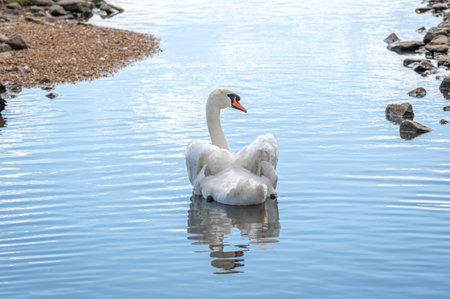 A single mute swans swimming on lake. Cygnus olor.の写真素材