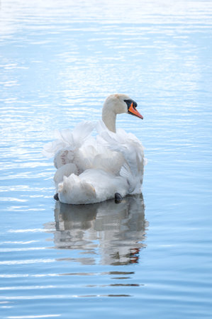 A single mute swans swimming on lake. Cygnus olor.の写真素材