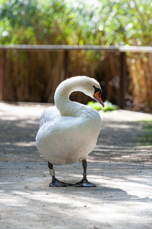 A single Mute Swan walking on wooden bridge. Cygnus olor.の写真素材