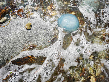 This beautiful jellyfish (Cyanea lamarckii) is often seen around the UK coastline in summer and autumn. They are attracted inshore by blooms of plankton that provide a plentiful supply of food.の写真素材
