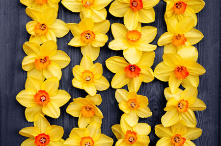 Flat lay view at Daffodil flowers, placed on wooden black background. Narcissus.の写真素材