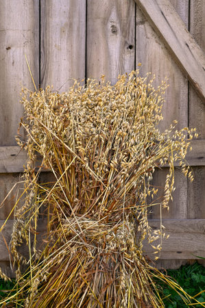 Natural dried bunch of oat grains on weathered wooden barn door background. As a whole grain, it's a rich source of fiber, vitamins, and minerals.の写真素材