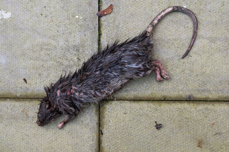 Rat crushed by its predator and left dead in residential garden.の写真素材