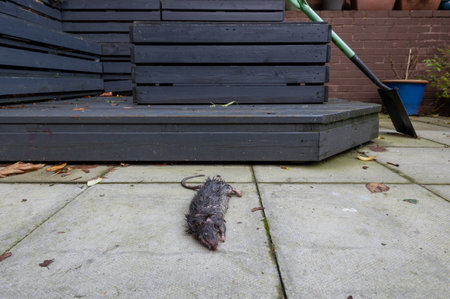 Rat left dead in residential garden.の写真素材
