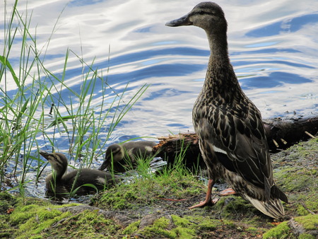 Baby Ducksの写真素材