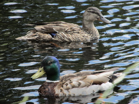 Ducks on Pondの写真素材