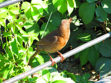 Bird on Fenceの写真素材