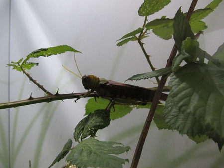 grasshopperの写真素材