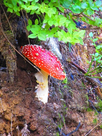 amanitaの写真素材